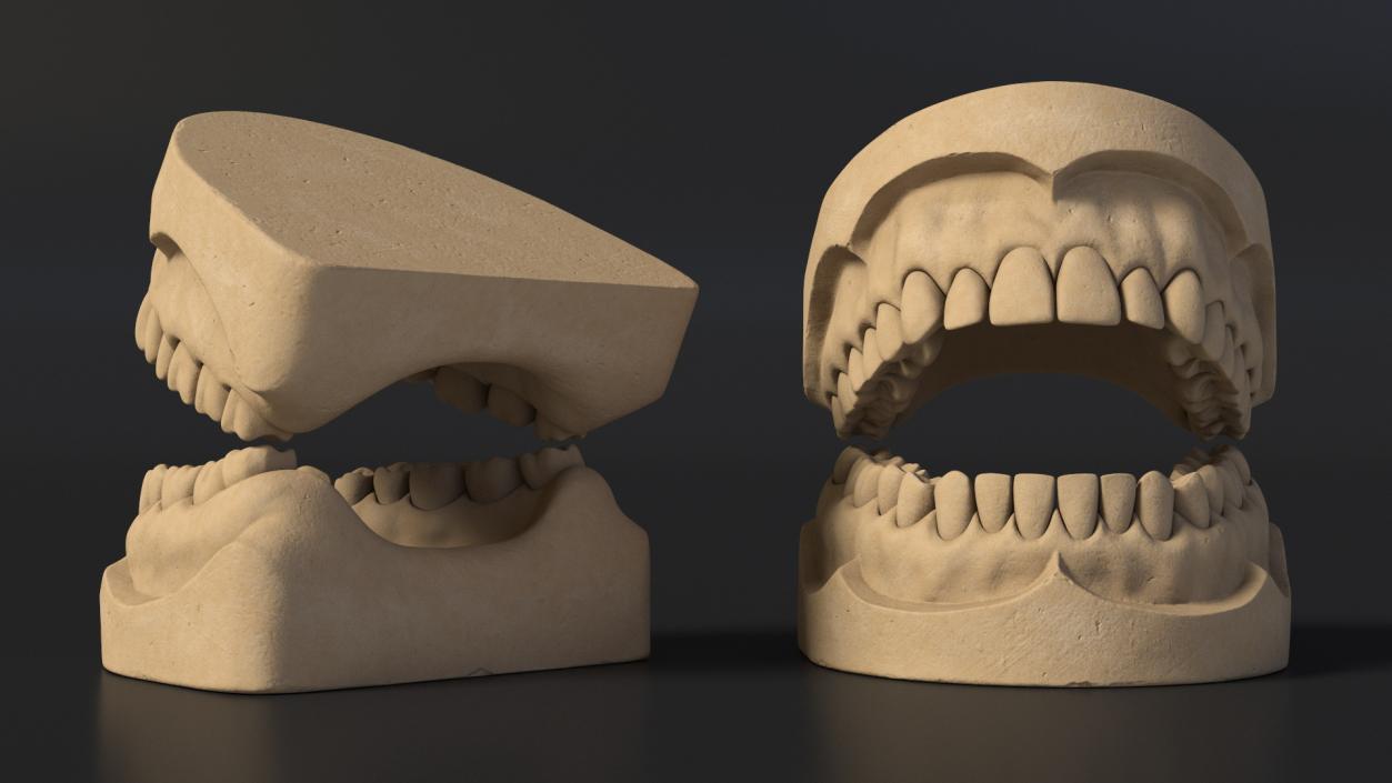 Human Teeth Anatomy Educational Replica 3D model