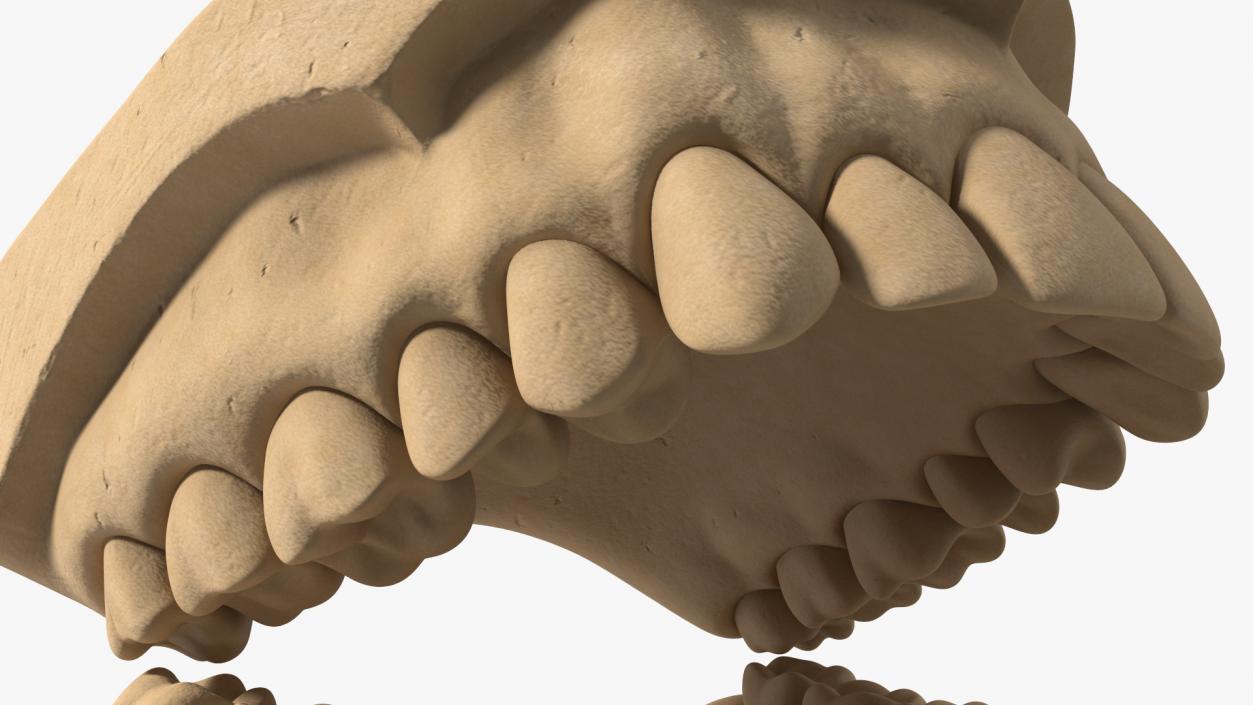 Human Teeth Anatomy Educational Replica 3D model