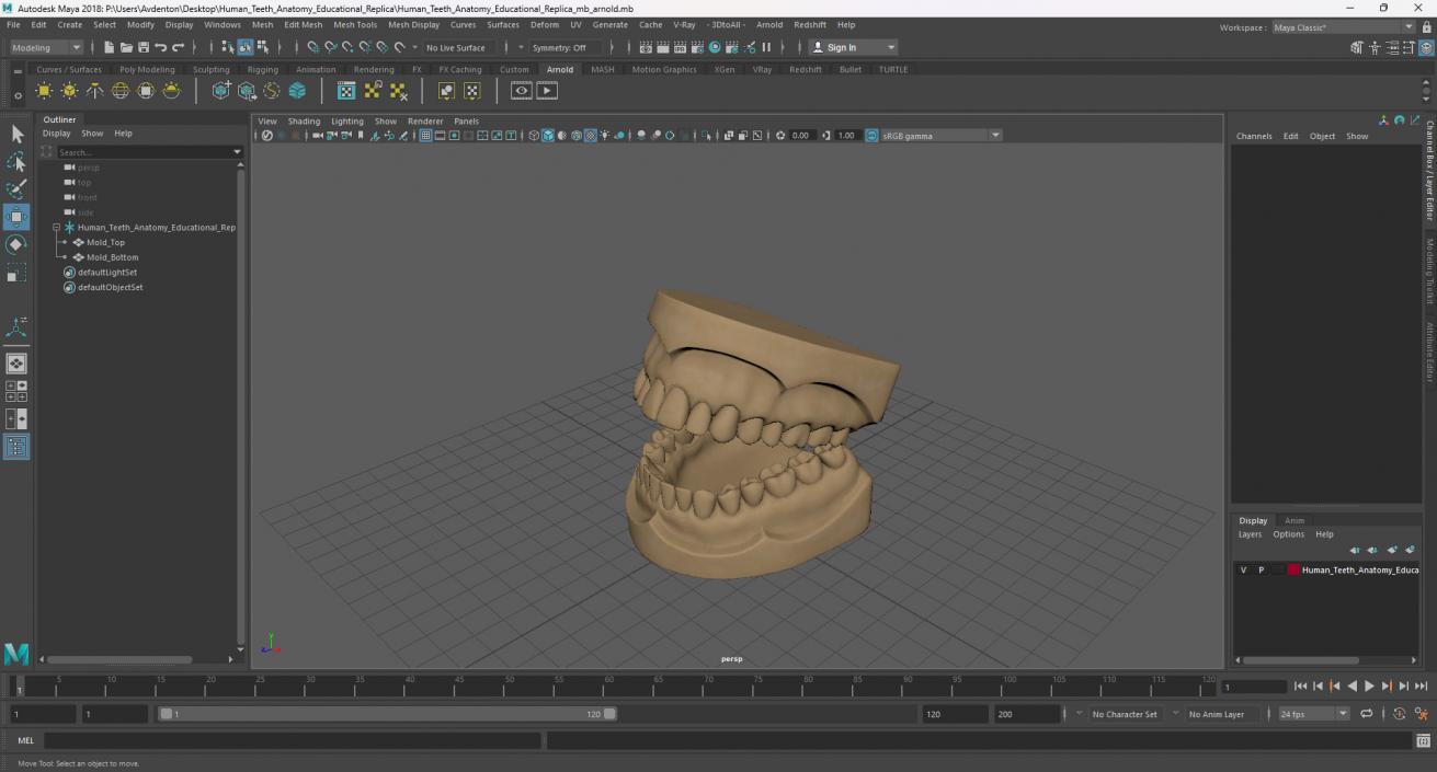 Human Teeth Anatomy Educational Replica 3D model