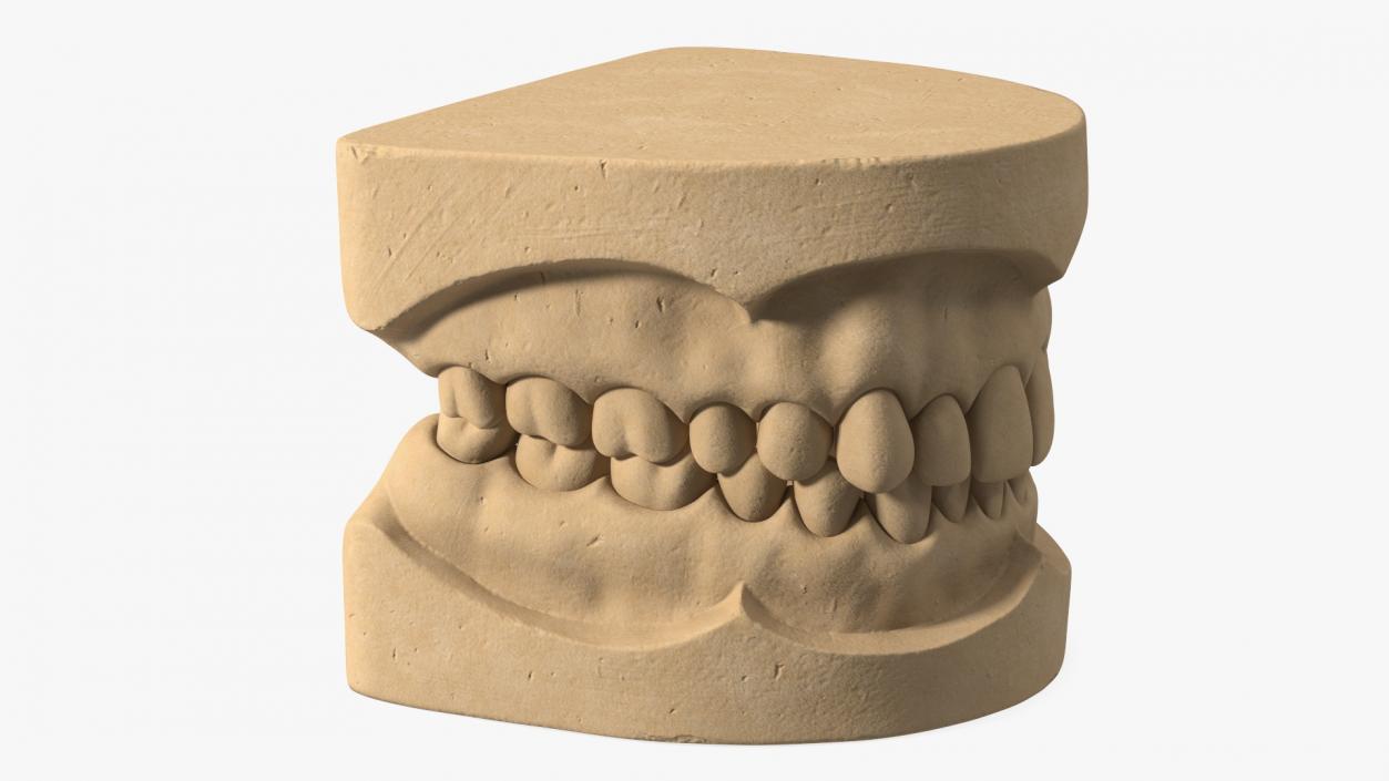 Human Teeth Anatomy Educational Replica 3D model