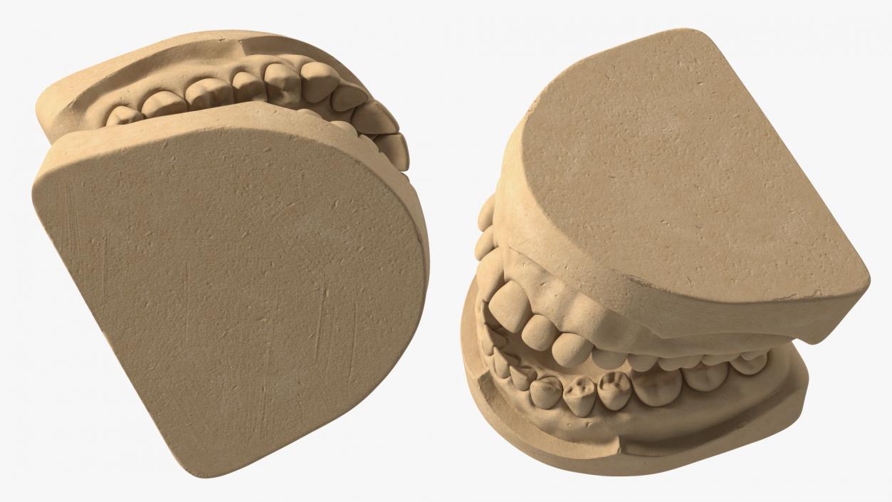 Human Teeth Anatomy Educational Replica 3D model