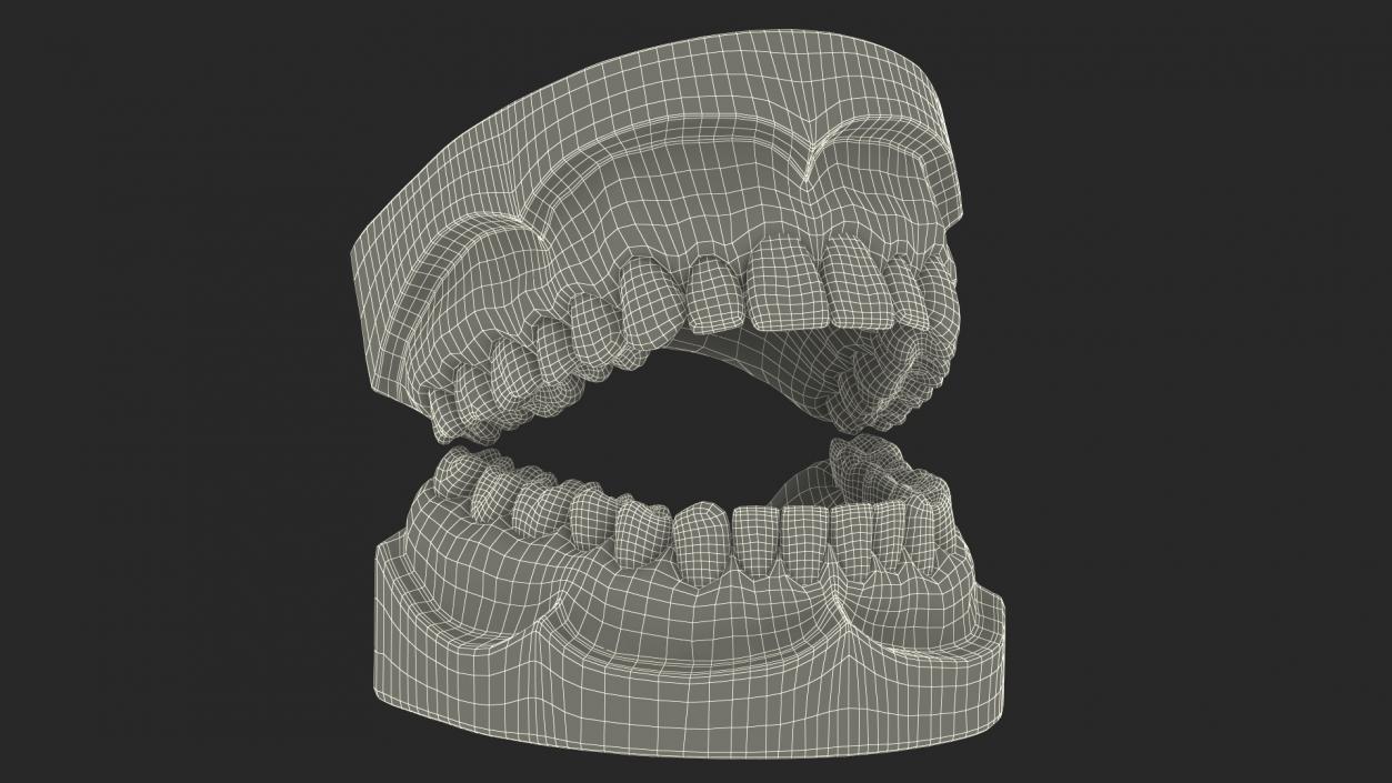 Human Teeth Anatomy Educational Replica 3D model