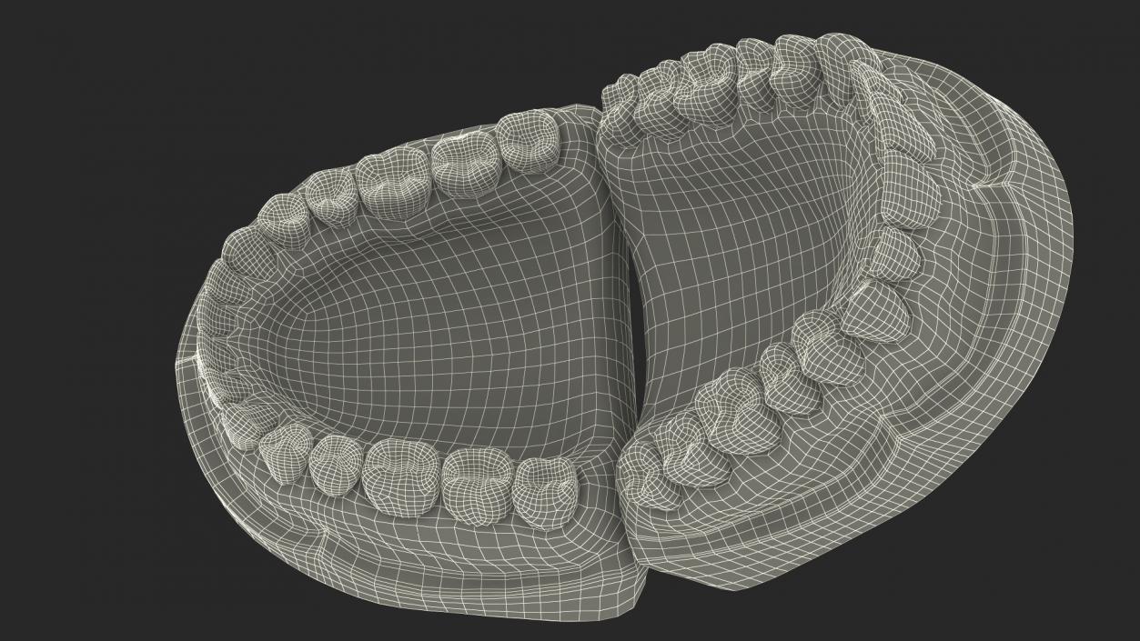 Human Teeth Anatomy Educational Replica 3D model