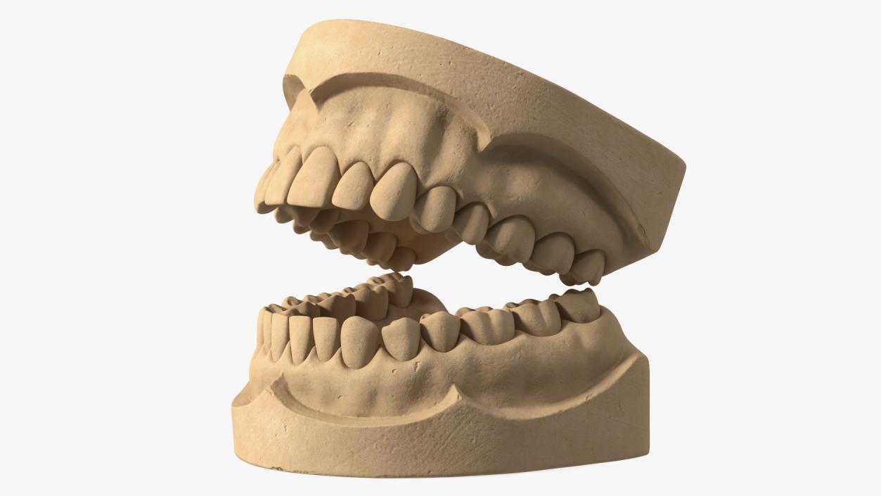 Human Teeth Anatomy Educational Replica 3D model