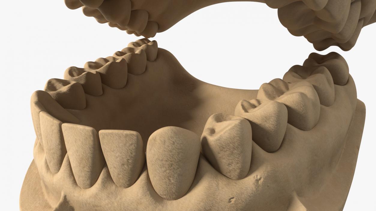 Human Teeth Anatomy Educational Replica 3D model