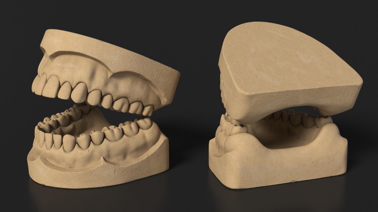 Human Teeth Anatomy Educational Replica 3D model