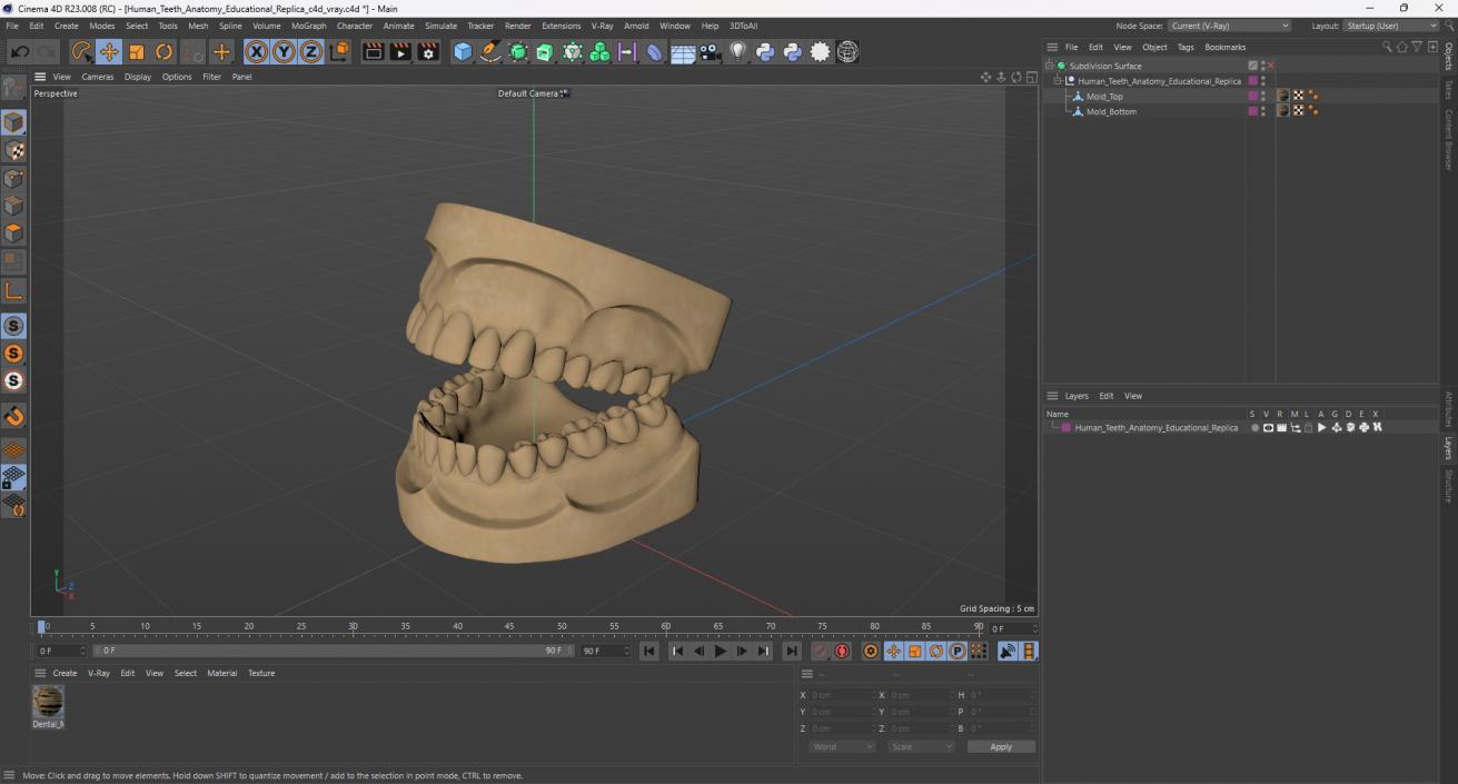 Human Teeth Anatomy Educational Replica 3D model