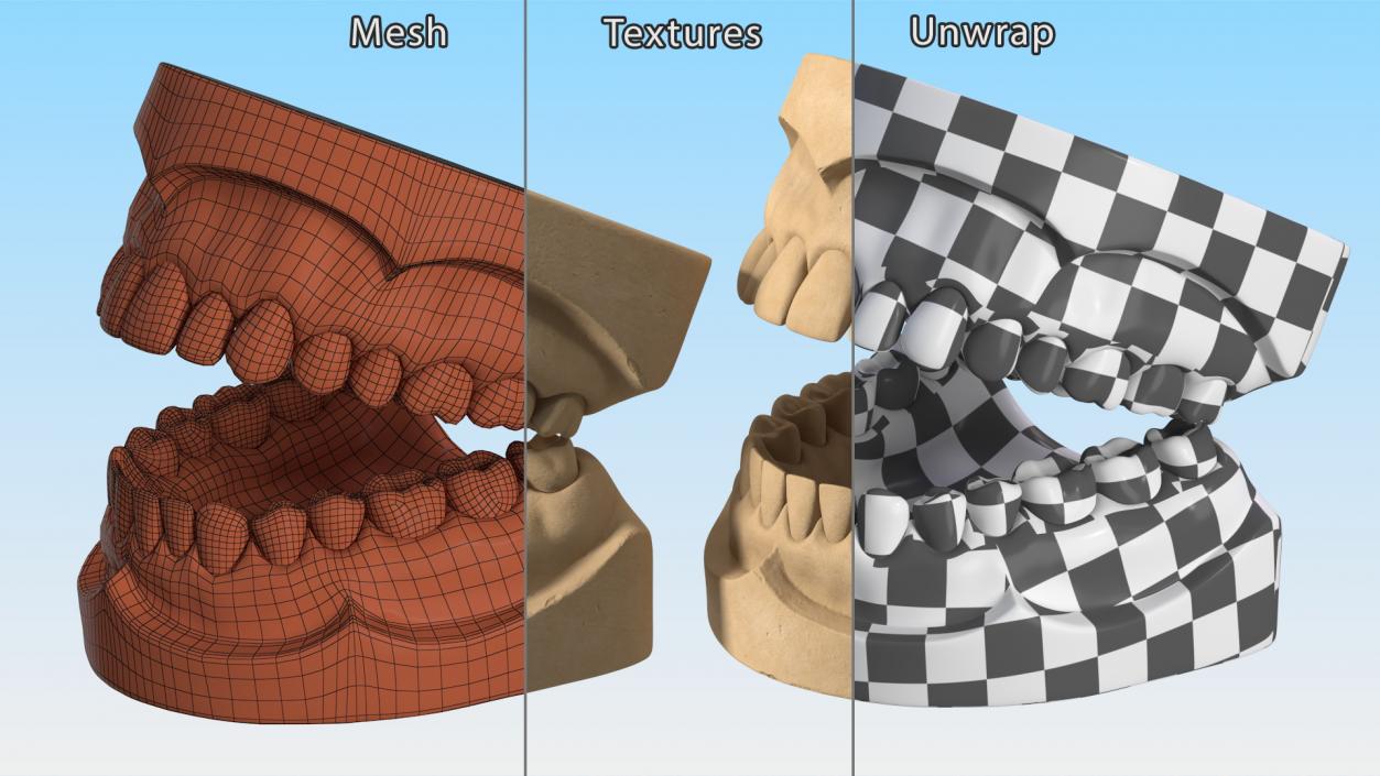 Human Teeth Anatomy Educational Replica 3D model