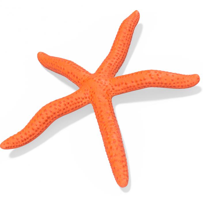 3D model Red Sea Star Rigged for Cinema 4D 2