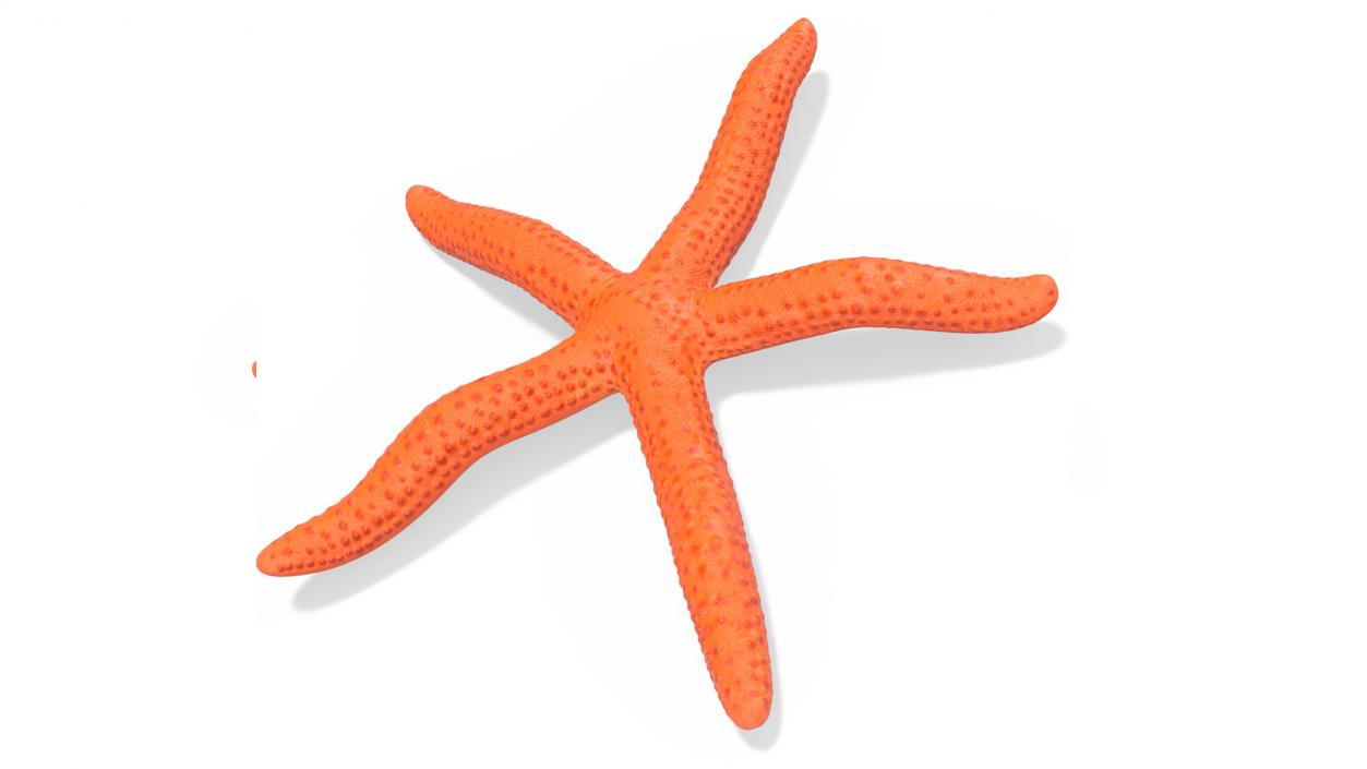 3D model Red Sea Star Rigged for Cinema 4D 2