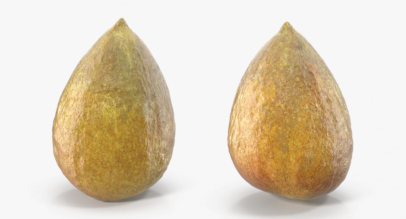 3D Avocado Collection model