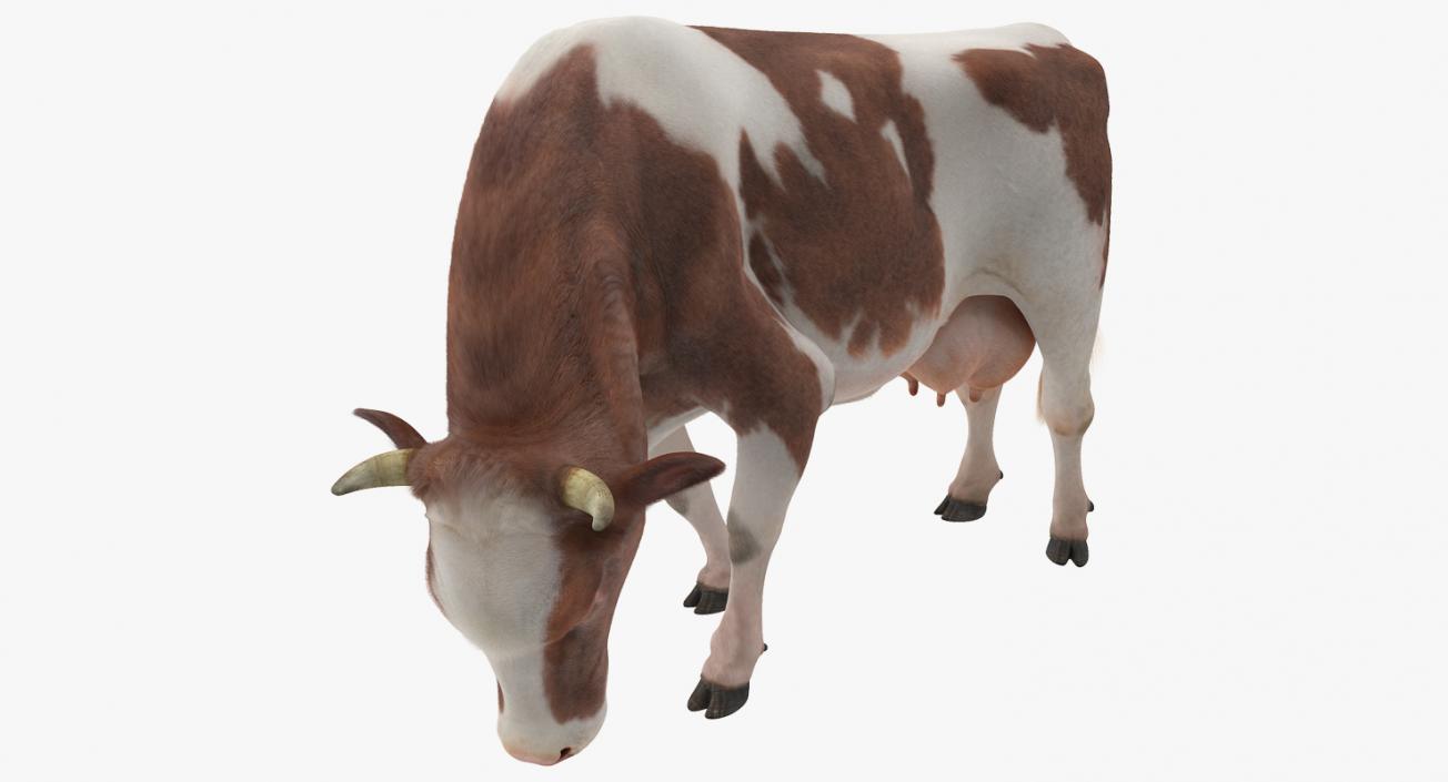 3D Holstein Cow Eating Pose with Fur model