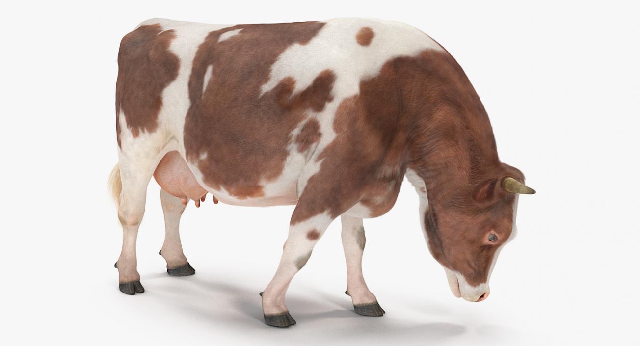 3D Holstein Cow Eating Pose with Fur model