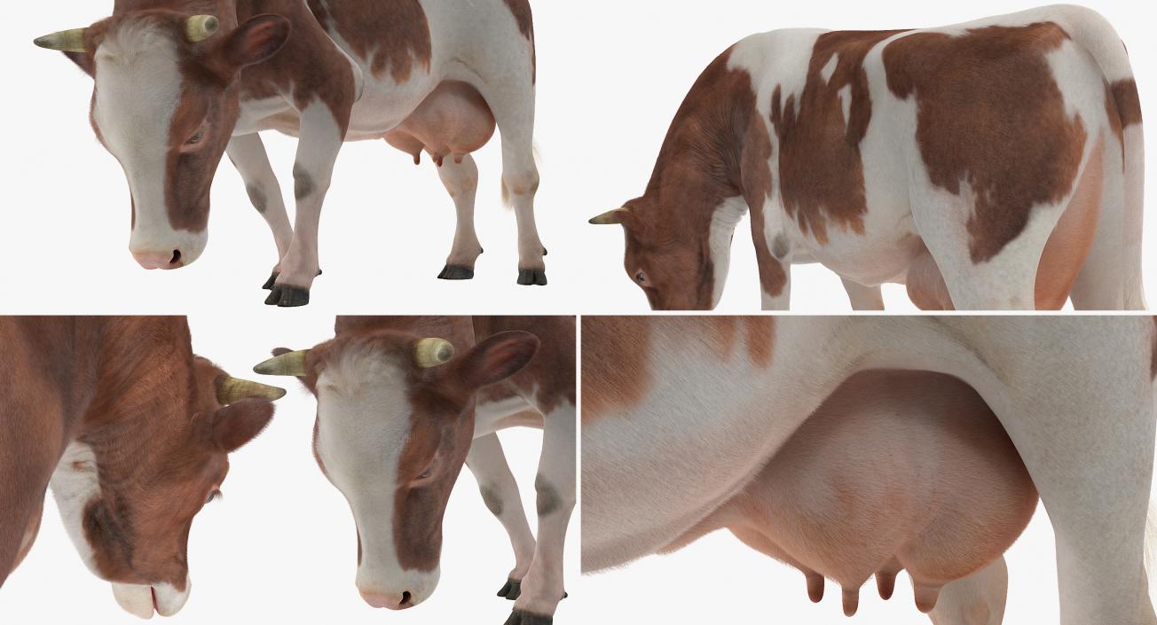 3D Holstein Cow Eating Pose with Fur model