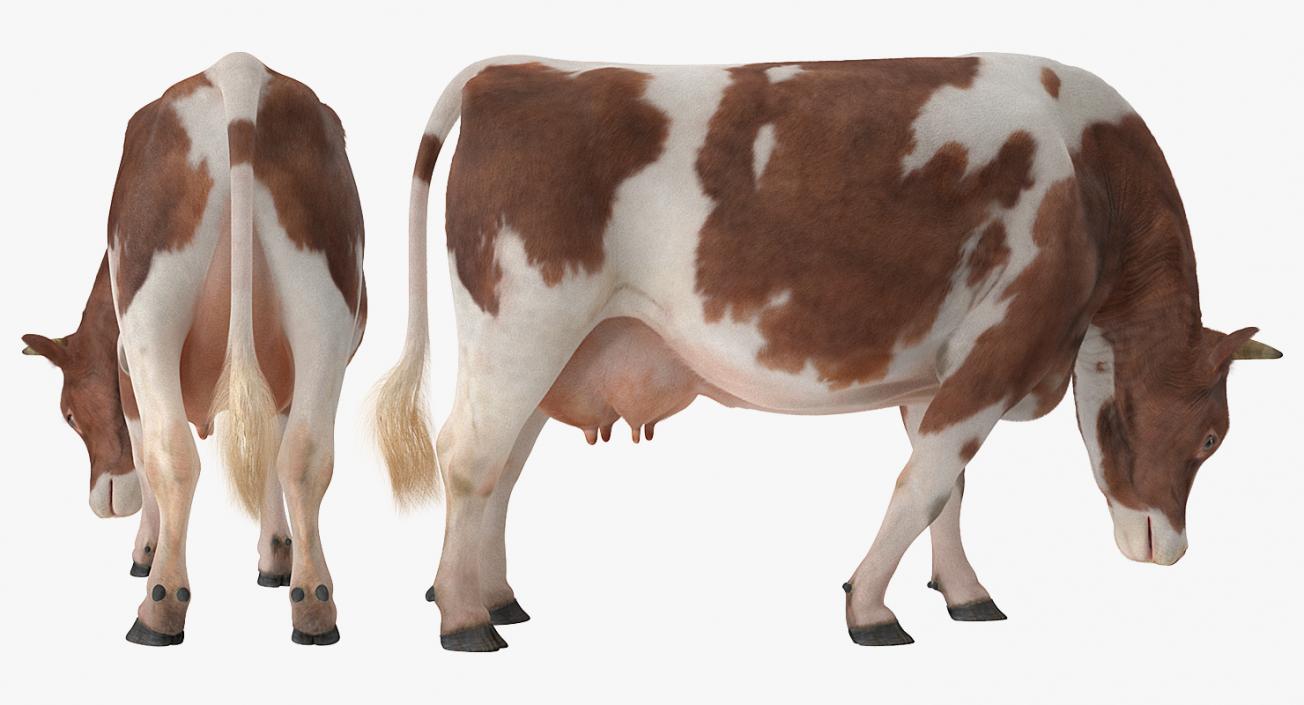 3D Holstein Cow Eating Pose with Fur model