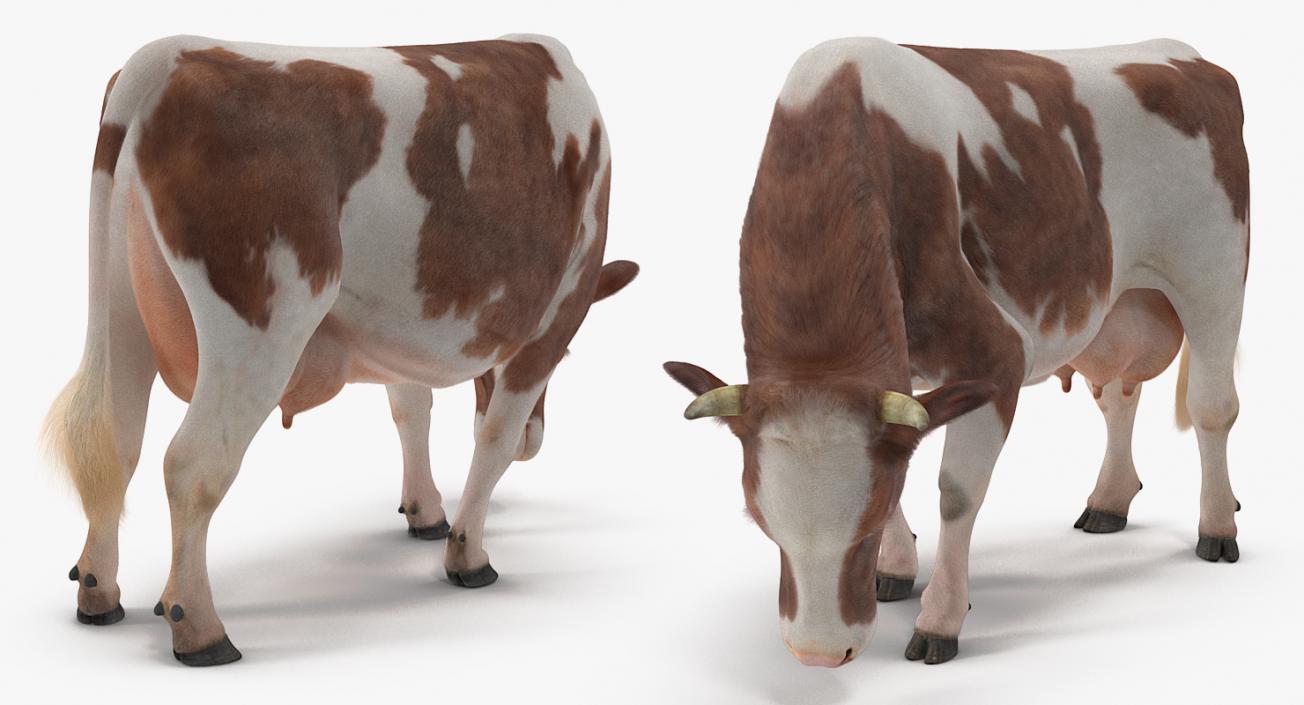 3D Holstein Cow Eating Pose with Fur model