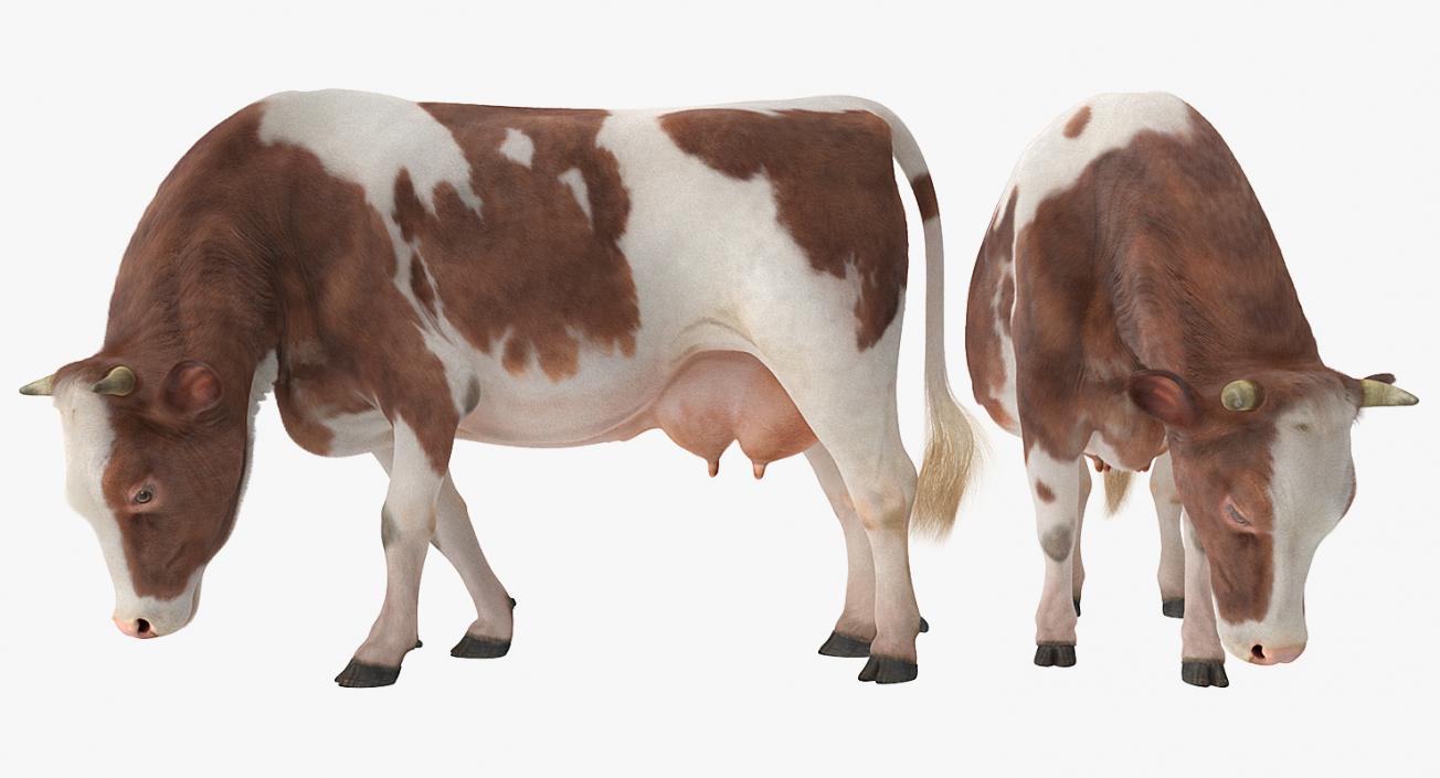 3D Holstein Cow Eating Pose with Fur model