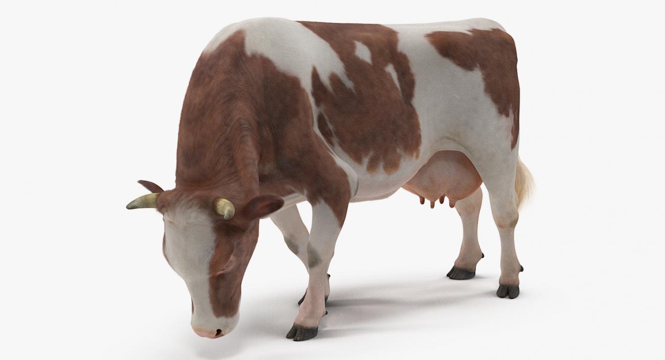 3D Holstein Cow Eating Pose with Fur model