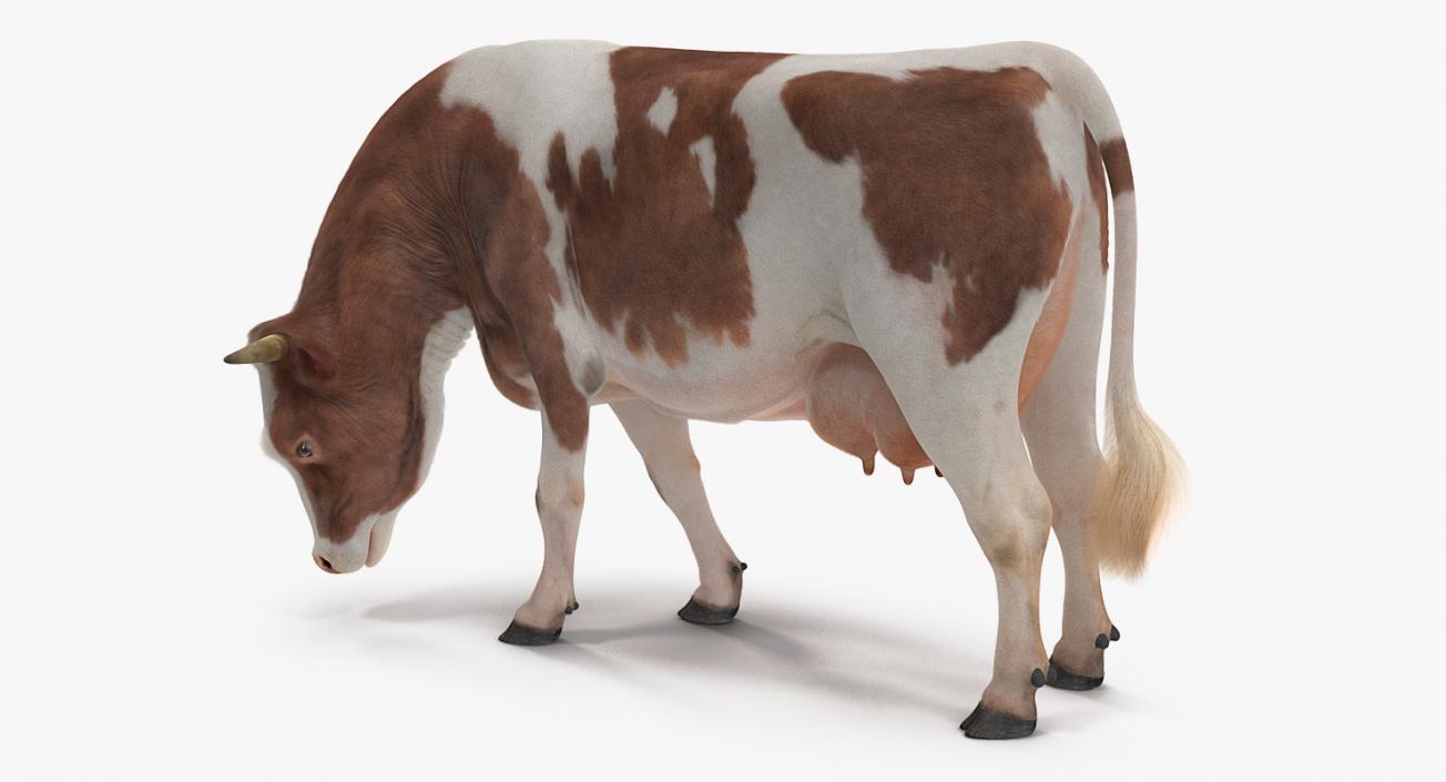 3D Holstein Cow Eating Pose with Fur model