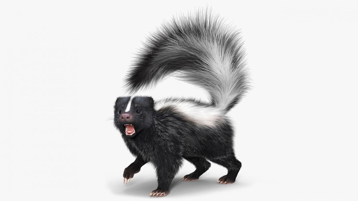 3D Animal Skunk Fur Rigged model