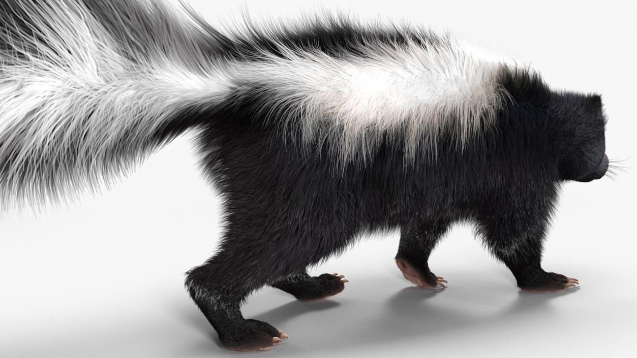 3D Animal Skunk Fur Rigged model