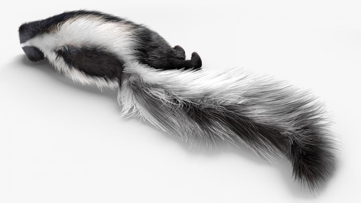 3D Animal Skunk Fur Rigged model