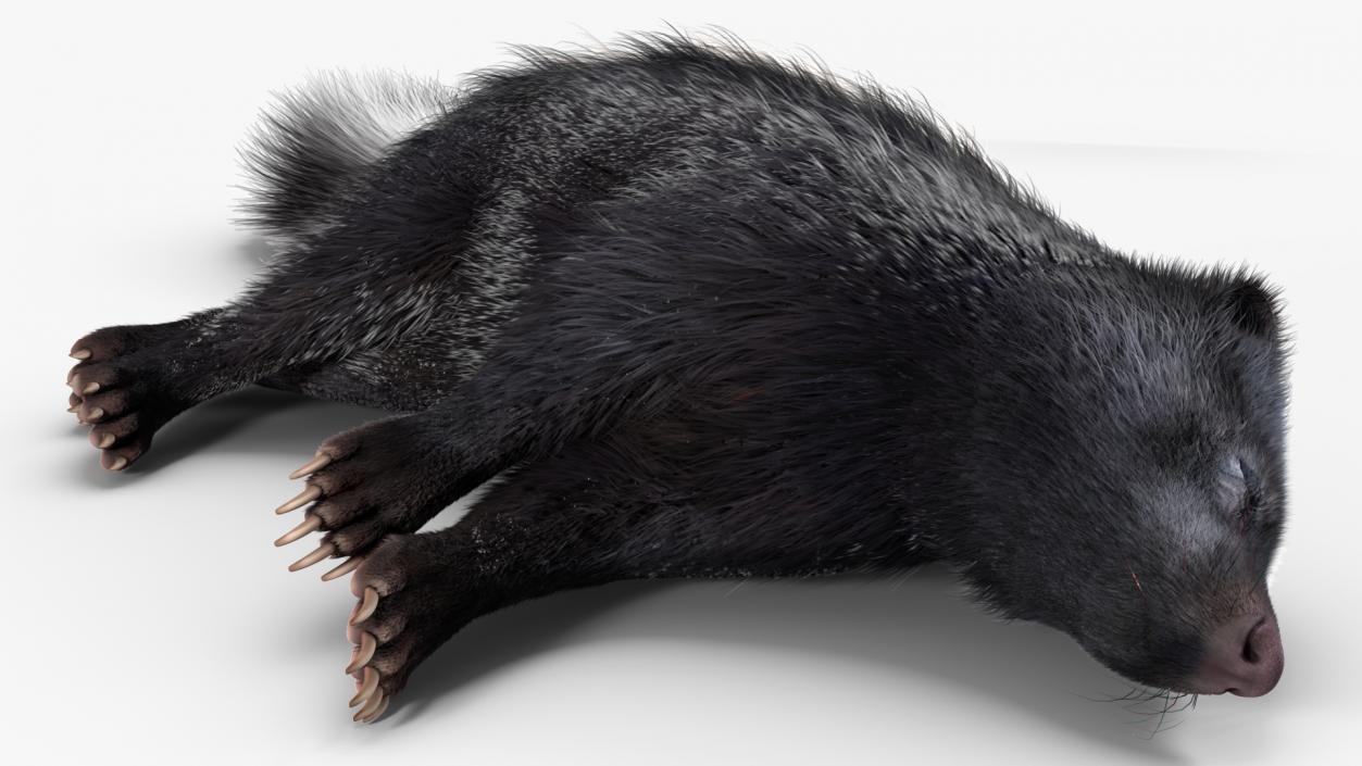 3D Animal Skunk Fur Rigged model