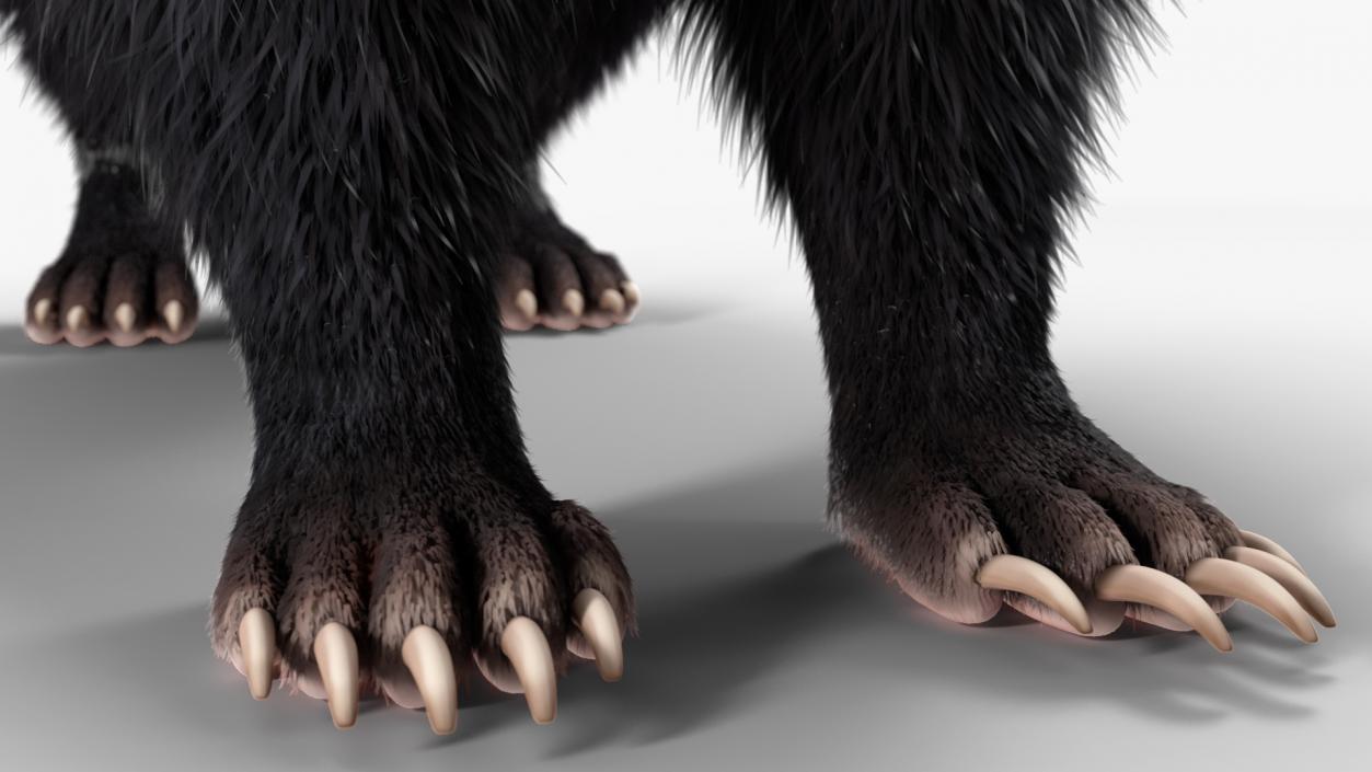 3D Animal Skunk Fur Rigged model