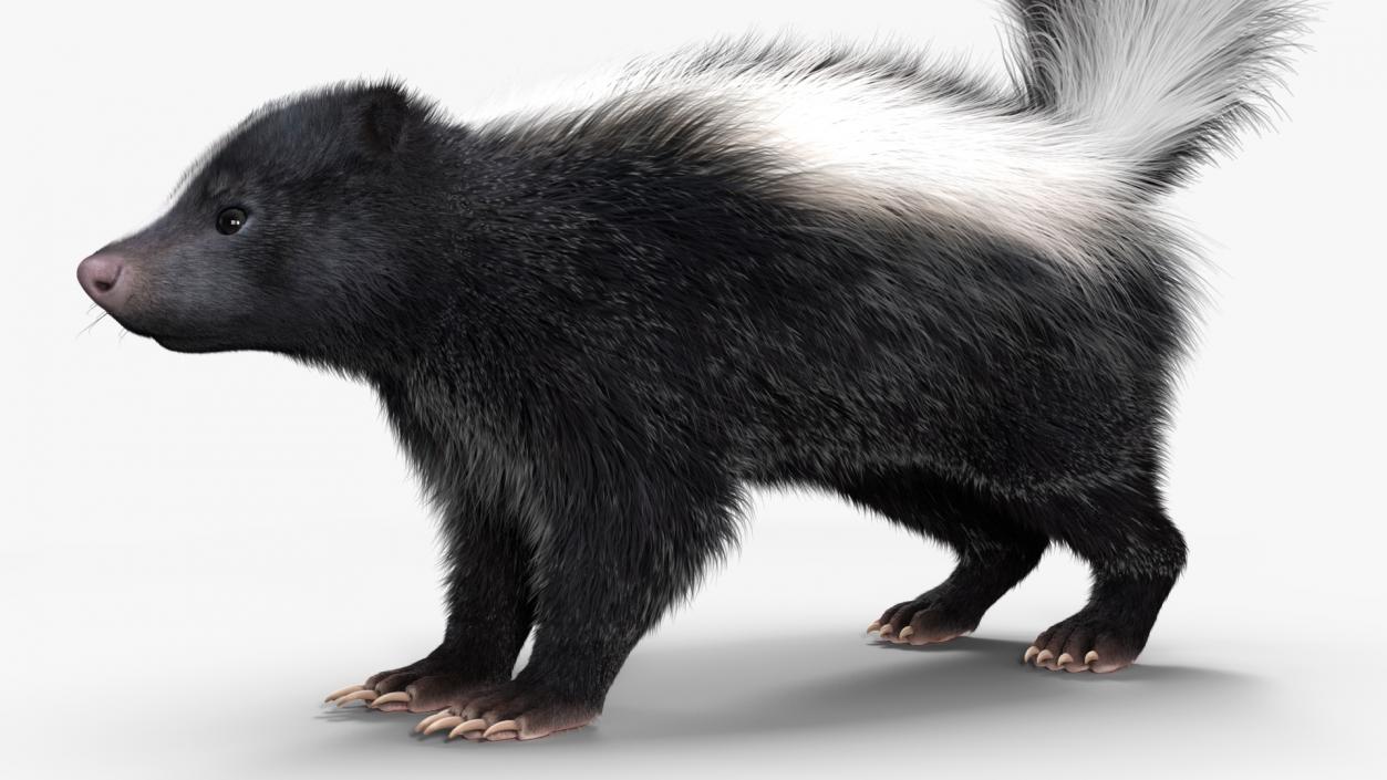 3D Animal Skunk Fur Rigged model