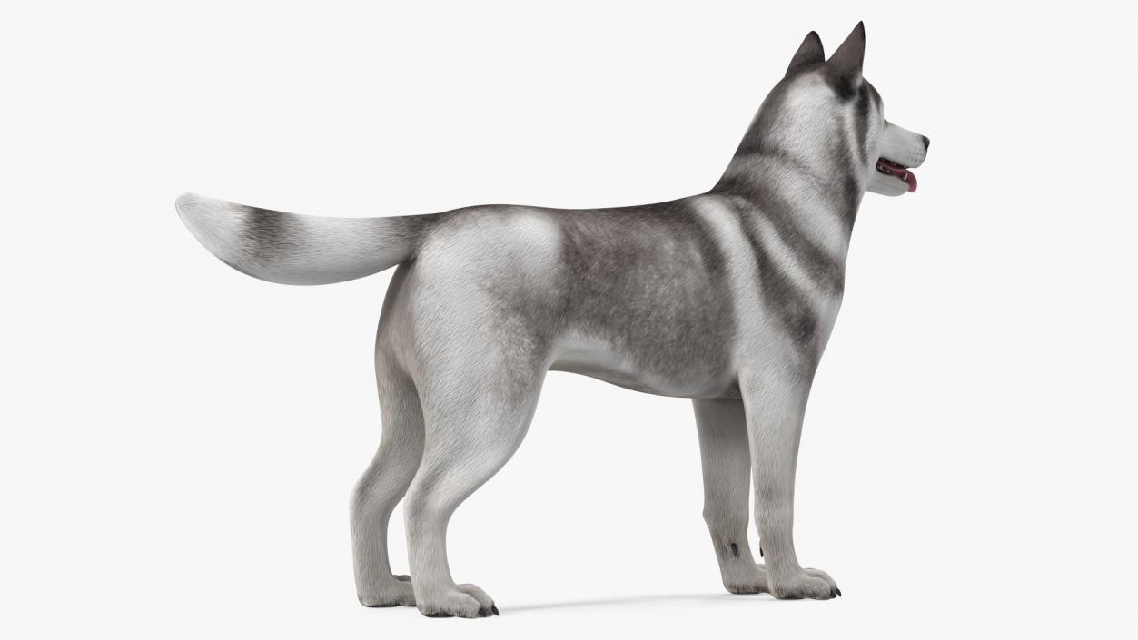 3D Siberian Husky Gray and White Rigged