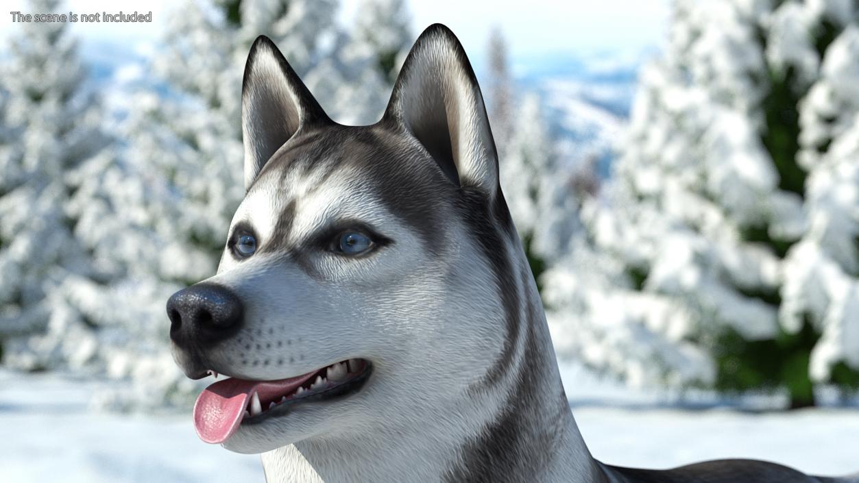 3D Siberian Husky Gray and White Rigged