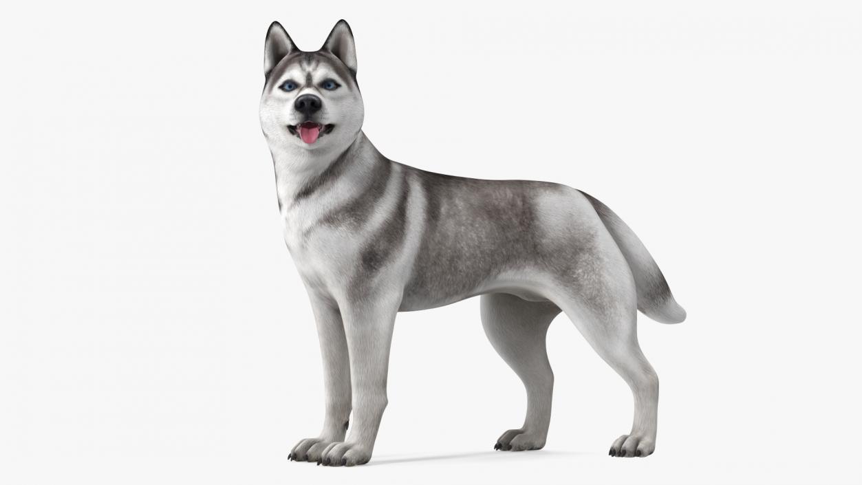 3D Siberian Husky Gray and White Rigged