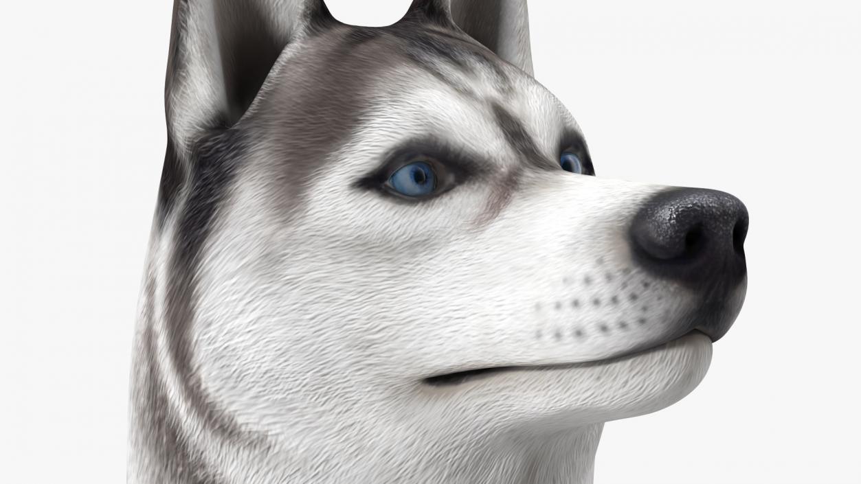 3D Siberian Husky Gray and White Rigged