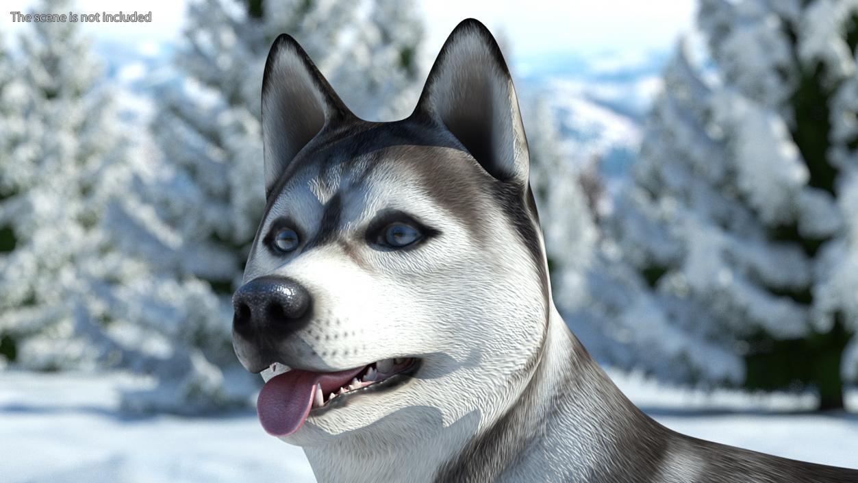 3D Siberian Husky Gray and White Rigged