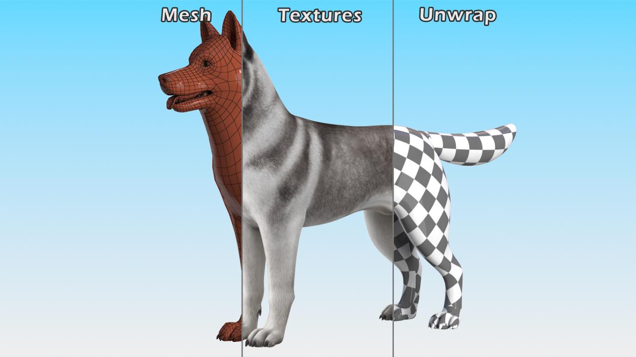 3D Siberian Husky Gray and White Rigged