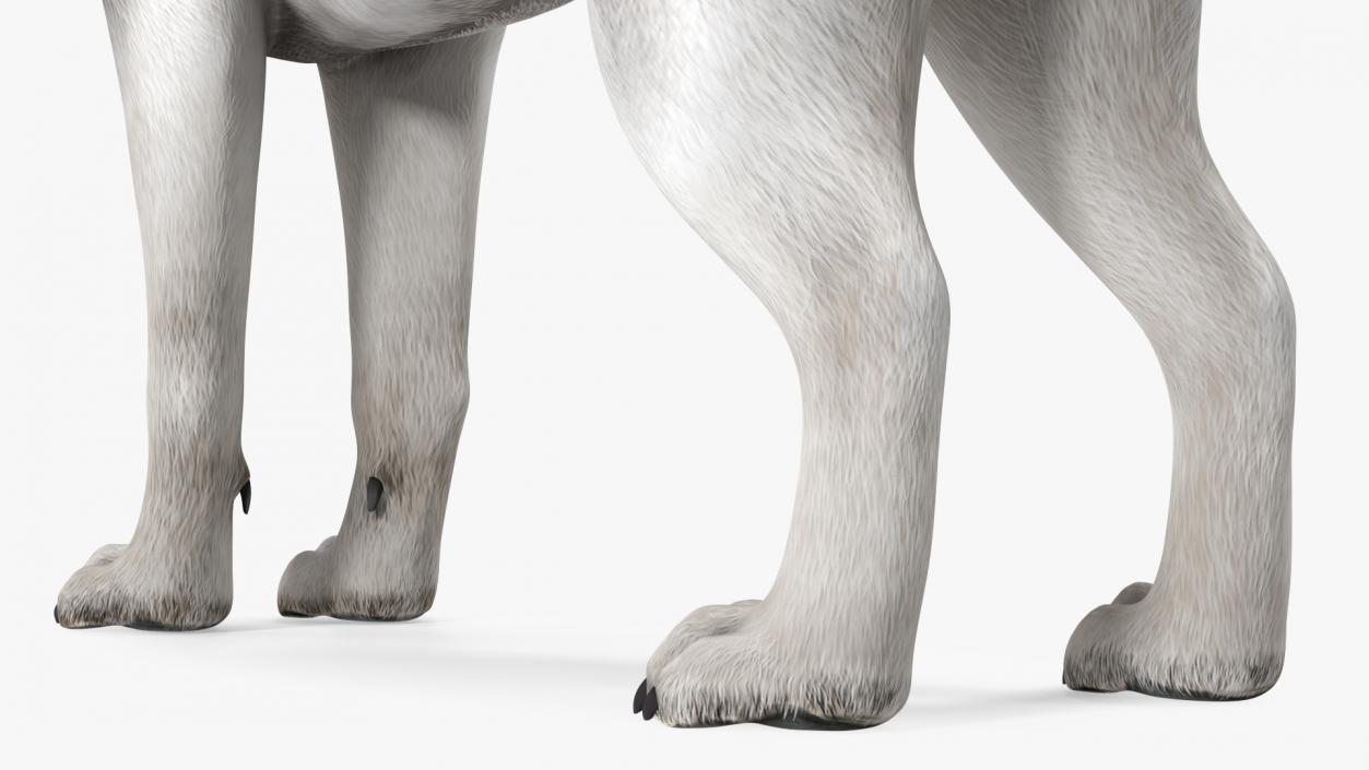 3D Siberian Husky Gray and White Rigged