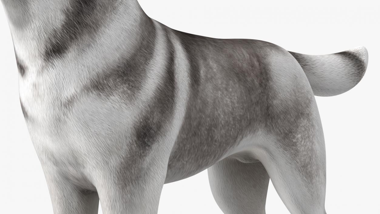 3D Siberian Husky Gray and White Rigged