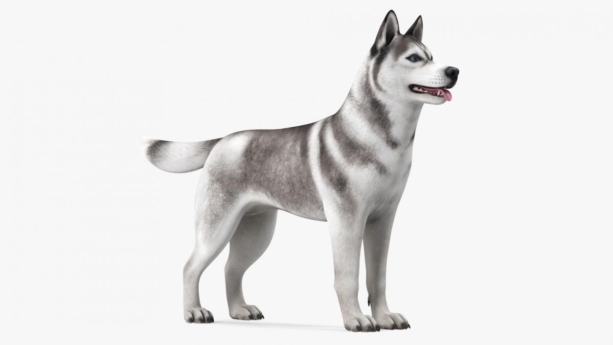 3D Siberian Husky Gray and White Rigged