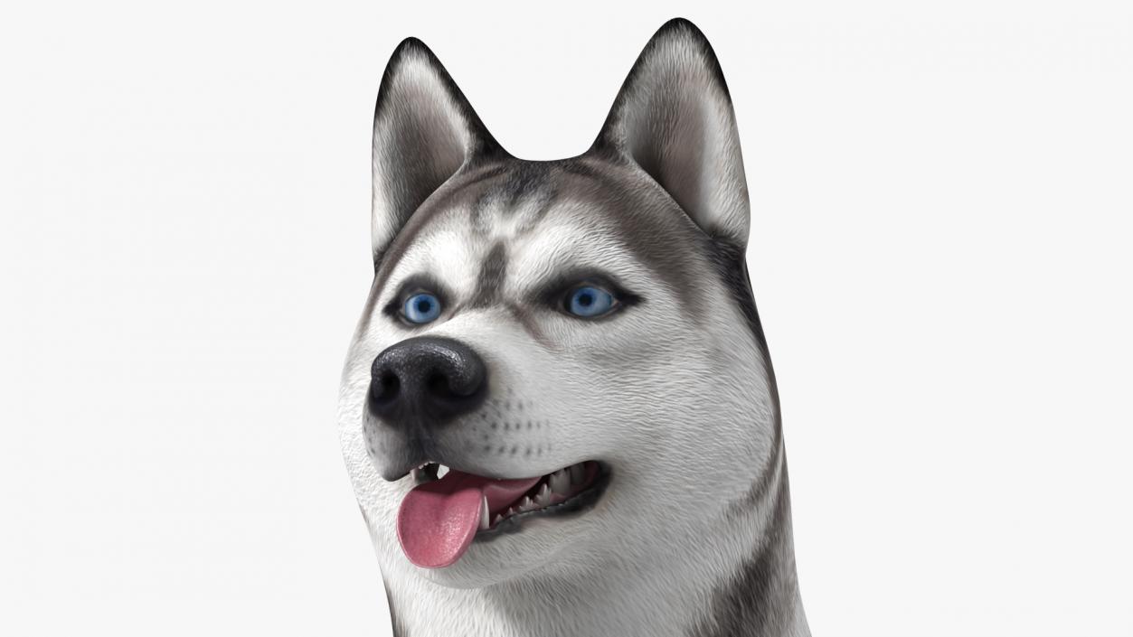 3D Siberian Husky Gray and White Rigged