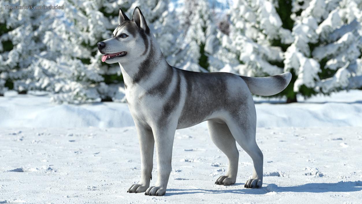 3D Siberian Husky Gray and White Rigged