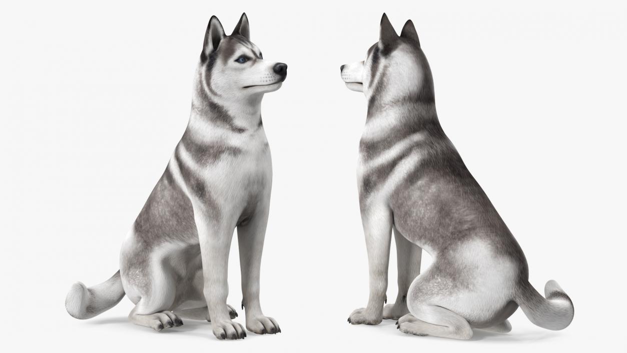 3D Siberian Husky Gray and White Rigged