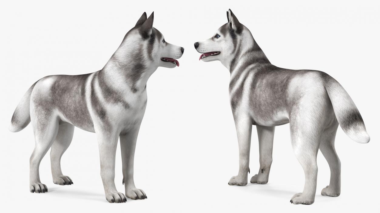 3D Siberian Husky Gray and White Rigged