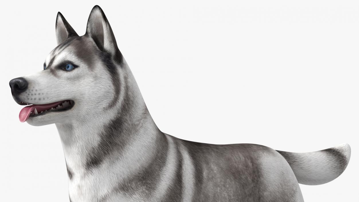 3D Siberian Husky Gray and White Rigged