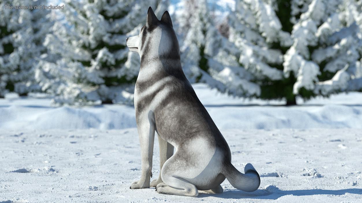 3D Siberian Husky Gray and White Rigged