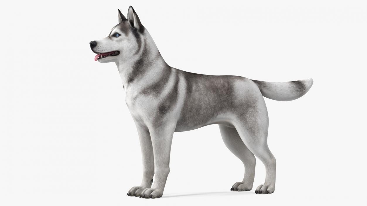 3D Siberian Husky Gray and White Rigged