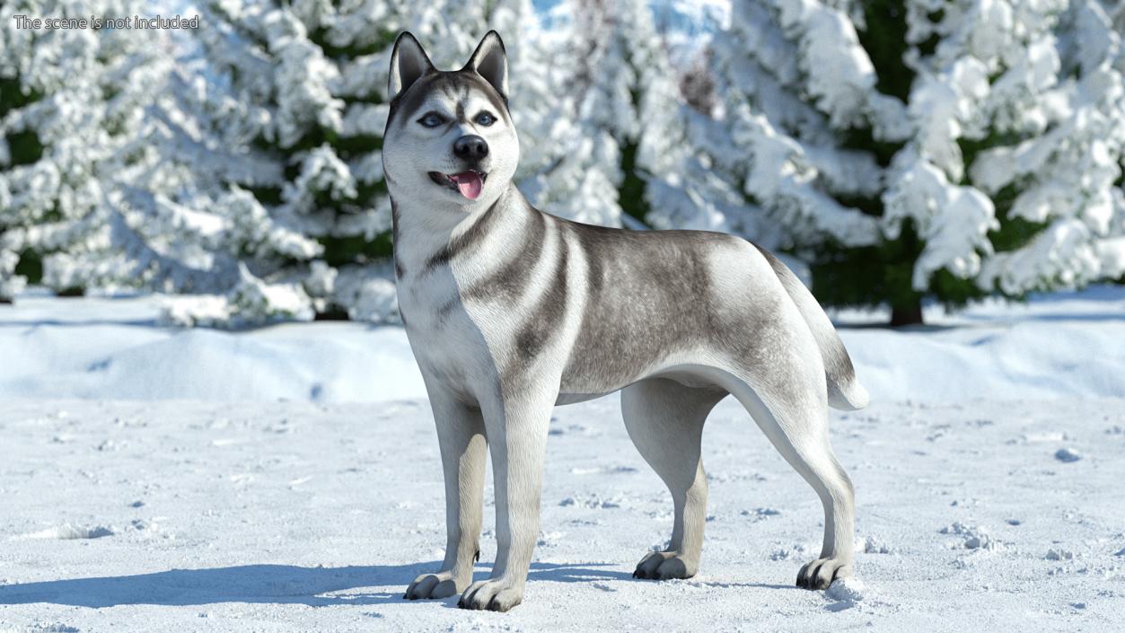 3D Siberian Husky Gray and White Rigged