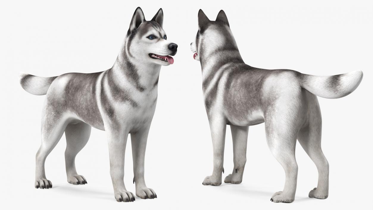 3D Siberian Husky Gray and White Rigged