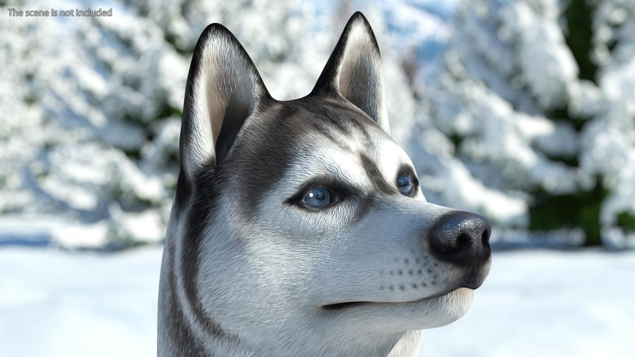 3D Siberian Husky Gray and White Rigged