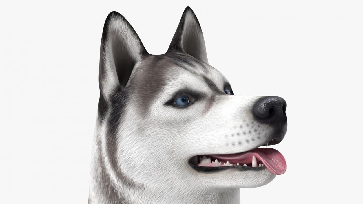 3D Siberian Husky Gray and White Rigged