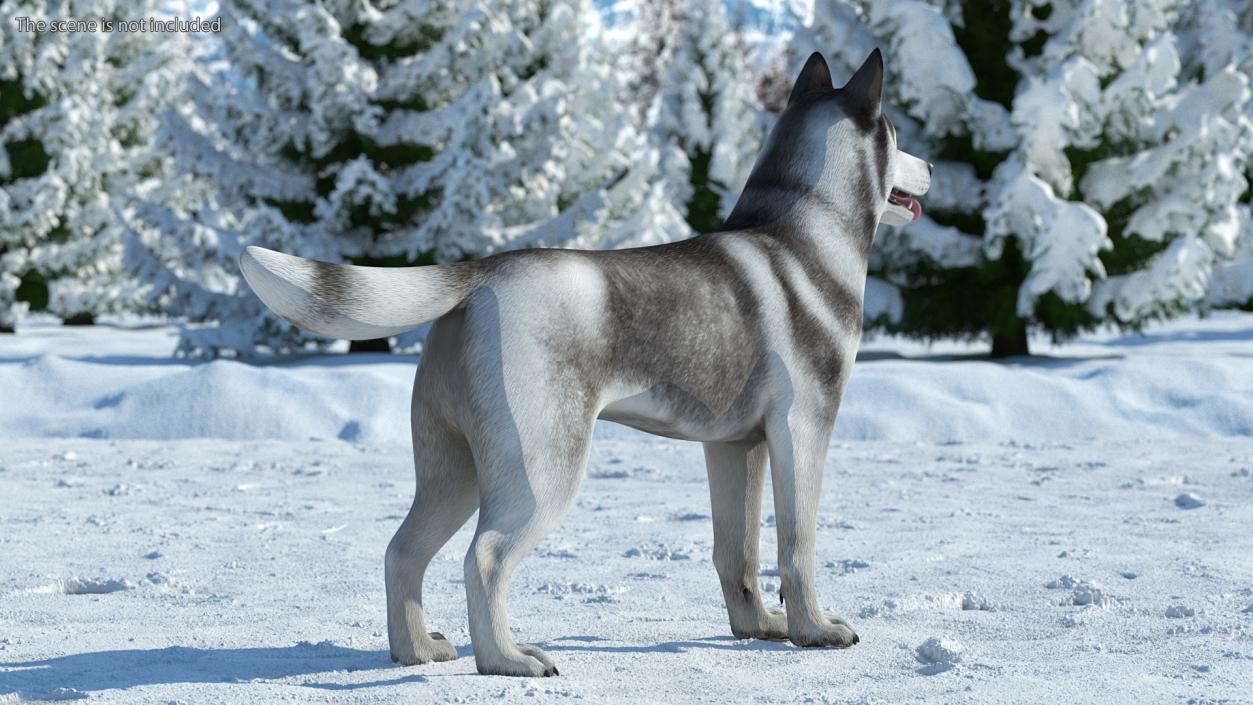 3D Siberian Husky Gray and White Rigged